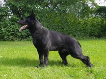 Henk von der Mooreiche Henk von der Mooreiche